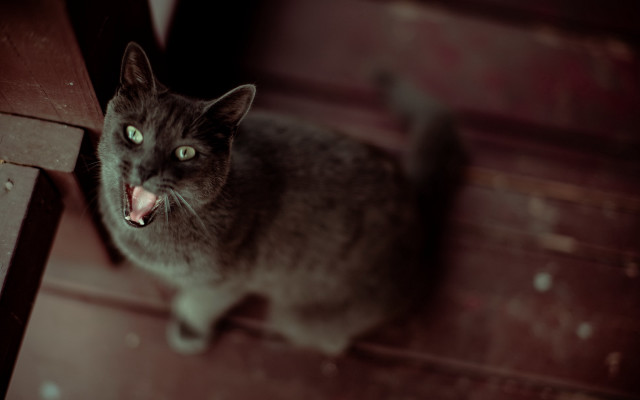 Black cat open mouth green free wallpaper for desktop - medium preview image