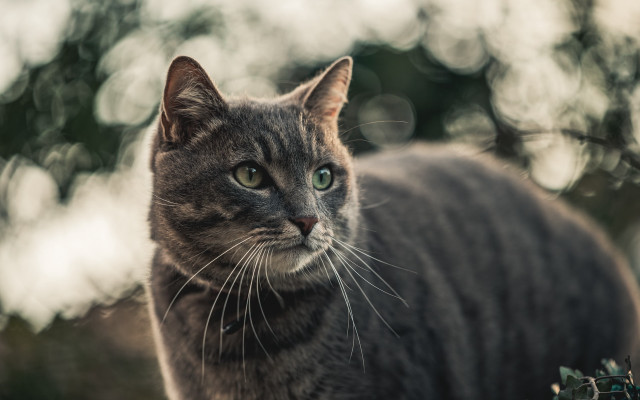 Cat green eyes staring trees free wallpaper for desktop - medium preview image