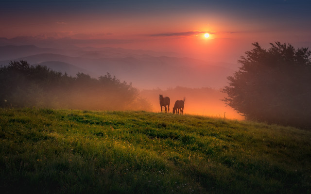 Horses hill sunset fog trees free wallpaper for desktop - medium preview image