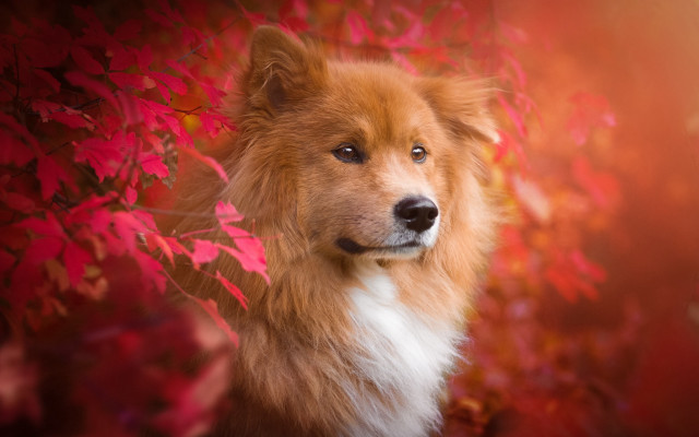 Dog red background leaves blue free wallpaper for desktop - medium preview image