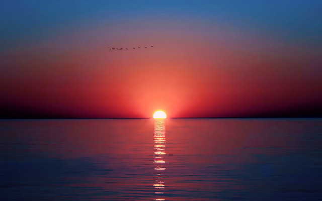 Sunset bird over water matte free wallpaper for desktop - medium preview image