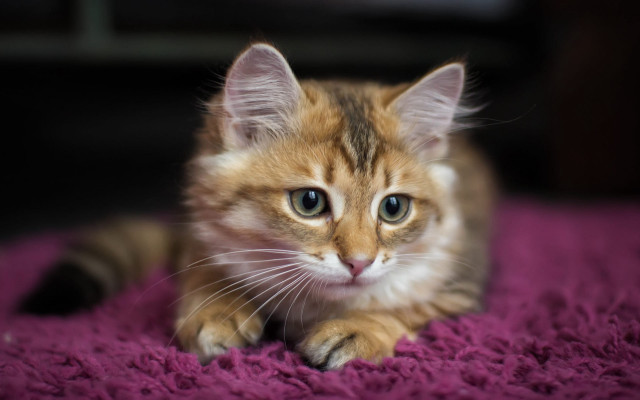 Kitten purple blanket blue eyes free wallpaper for desktop - medium preview image