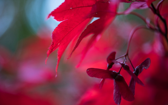 Red leaf hanging tree branch free wallpaper for desktop - medium preview image
