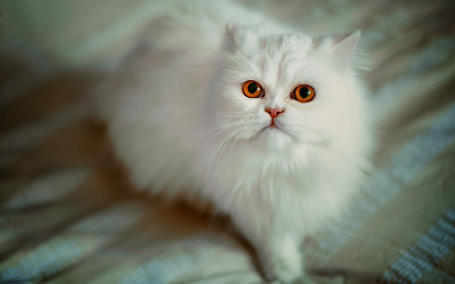 White cat orange eyes blue free wallpaper for desktop - medium preview image