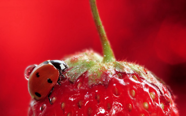 Ladybug strawberry waterdroplets ecological macro free wallpaper for desktop - medium preview image