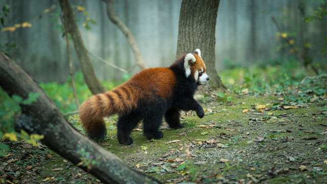 Red panda forest blurry motion free wallpaper for desktop - medium preview image