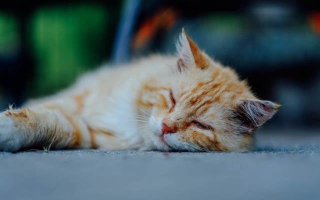 Sleeping cat orange postminimalism blurry free wallpaper for desktop - medium preview image