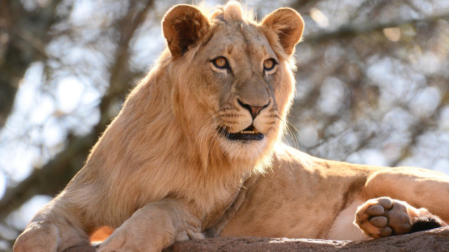 Lion rock sun open eyes free wallpaper for desktop - medium preview image