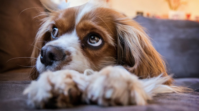 Dog couch wideeyes blurry background free wallpaper for desktop - medium preview image