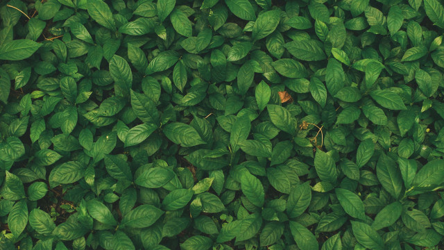 Green leaf brown object plant free wallpaper for desktop - medium preview image