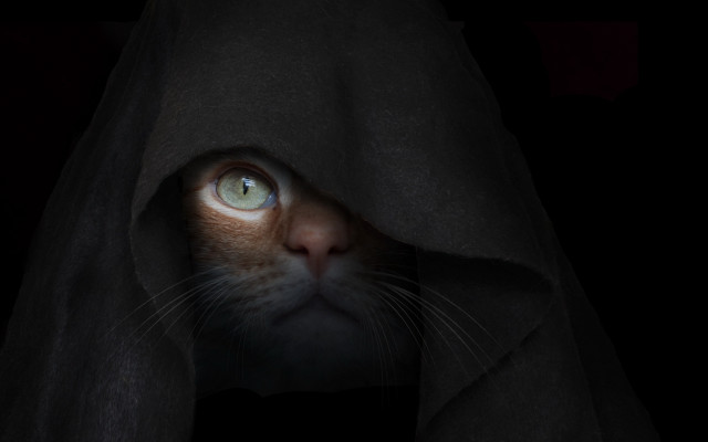 Cat hooded blanket dark ominous free wallpaper for desktop - medium preview image
