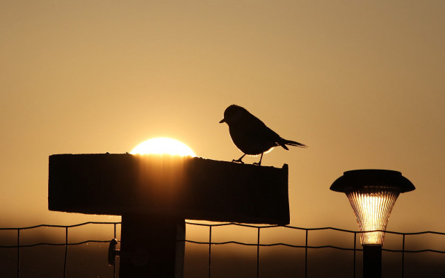 Bird sunset fence silhouette utility free wallpaper for desktop - medium preview image
