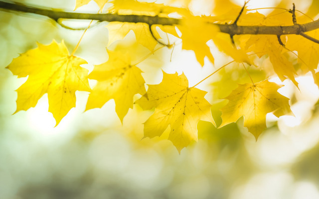 Autumn branch yellow leaves sunset free wallpaper for desktop - medium preview image