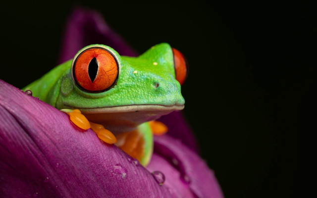 Frog red eye purple flower free wallpaper for desktop - medium preview image