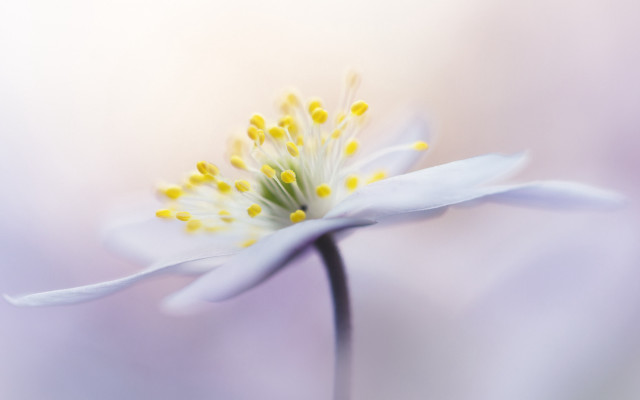 Flower macro gradient blurry background free wallpaper for desktop - medium preview image