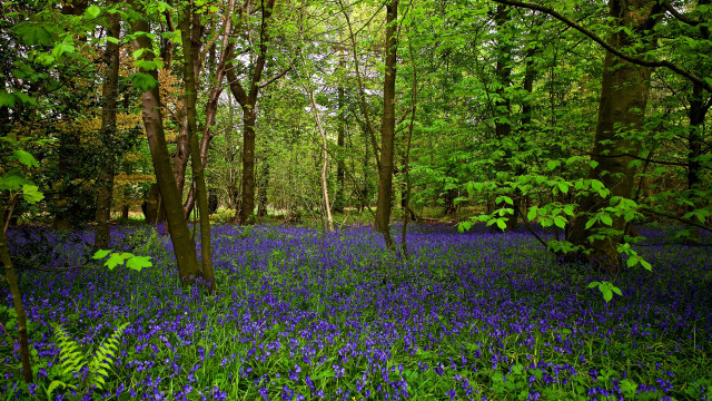 Blue flower forest puzzle nature free wallpaper for desktop - medium preview image