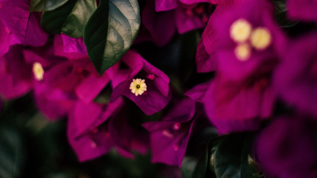 Purple flowers green leaves yellow free wallpaper for desktop - medium preview image