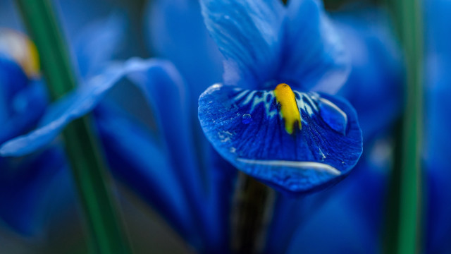 Blue flower yellow stamens green #2 free wallpaper for desktop - medium preview image