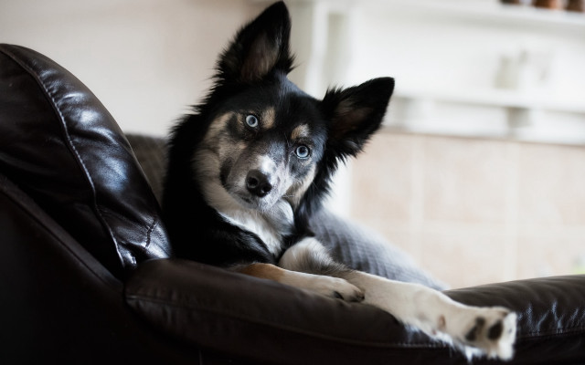 Dog couch pillow serious vanitas free wallpaper for desktop - medium preview image