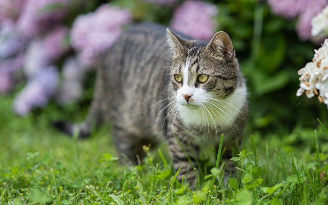 Cat flower field blurry bokeh #2 free wallpaper for desktop - medium preview image