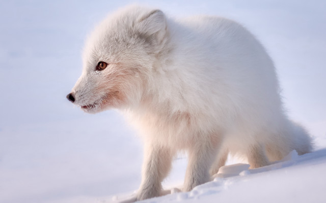 White animal snow daylight camera free wallpaper for desktop - medium preview image