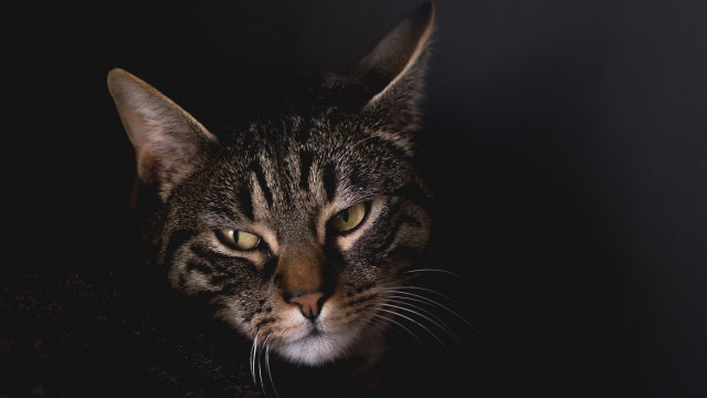 Black cat green eyes portrait #7 free wallpaper for desktop - medium preview image