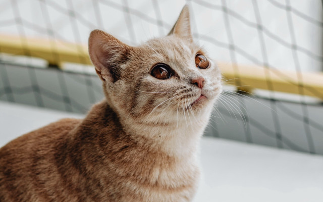 Cat looking up yellow door free wallpaper for desktop - medium preview image