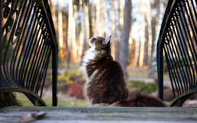 Cat bench sky trees regal free wallpaper for desktop - medium preview image