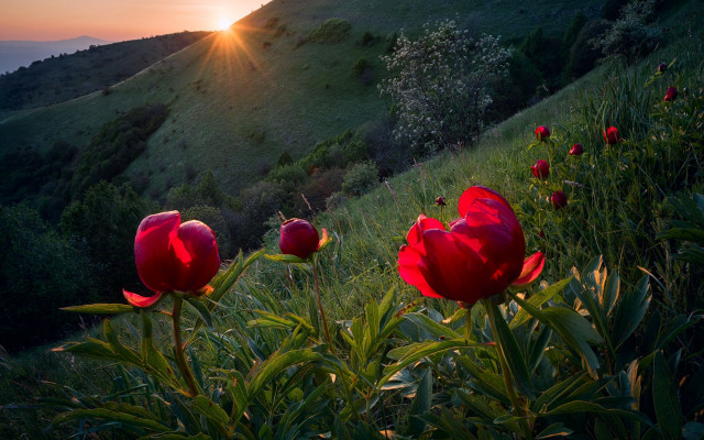 Red flower field sunset hill free wallpaper for desktop - medium preview image