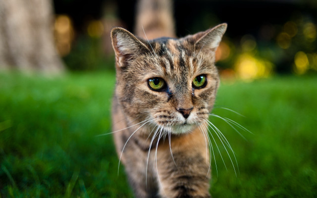 Cat green field tree house free wallpaper for desktop - medium preview image
