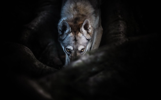 Wolf blanket dark eyed realistic free wallpaper for desktop - medium preview image