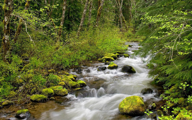 Lush green forest stream mossy #2 free wallpaper for desktop - medium preview image