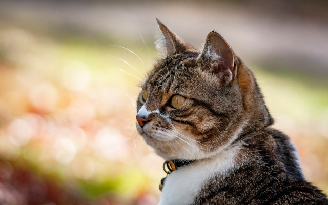 Cat collar looking distance blurry free wallpaper for desktop - medium preview image