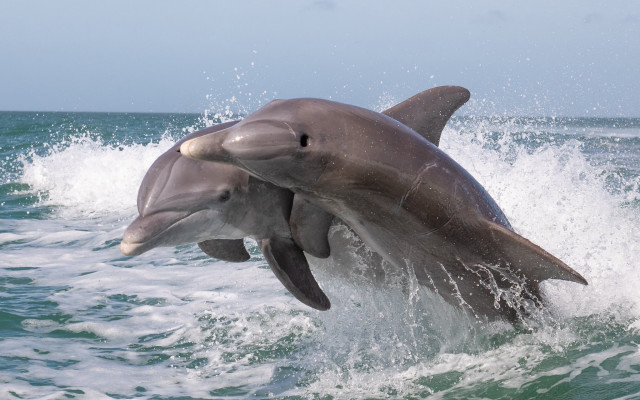 Dolphin jumping water rayonism digital free wallpaper for desktop - medium preview image