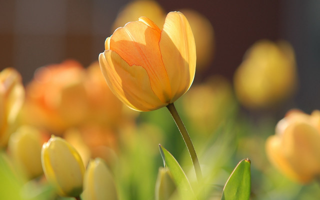 Yellow flower macro bokeh blurry #2 free wallpaper for desktop - medium preview image
