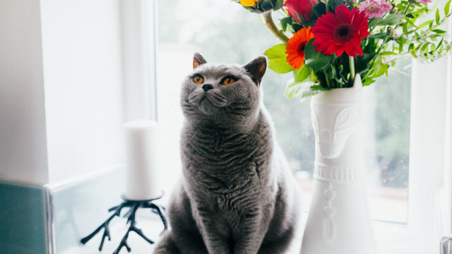Cat vase flower bouquet stilllife free wallpaper for desktop - medium preview image