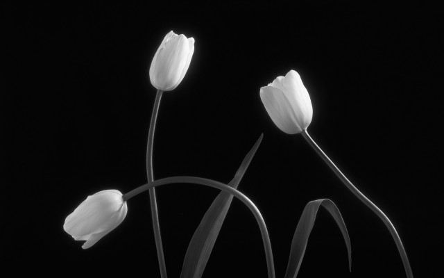 Black and white three flowers free wallpaper for desktop - medium preview image