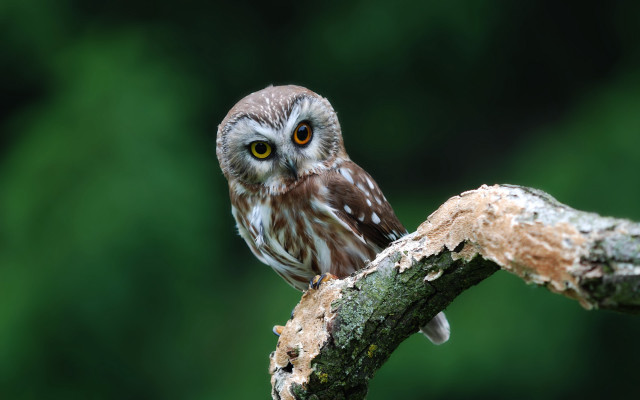 Small owl perched branch forest free wallpaper for desktop - medium preview image