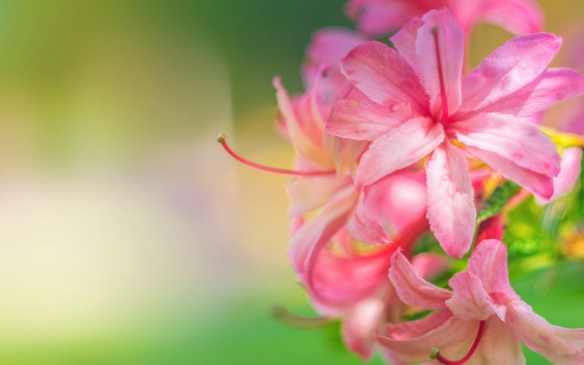 Pink flower macro blurry background #7 free wallpaper for desktop - medium preview image