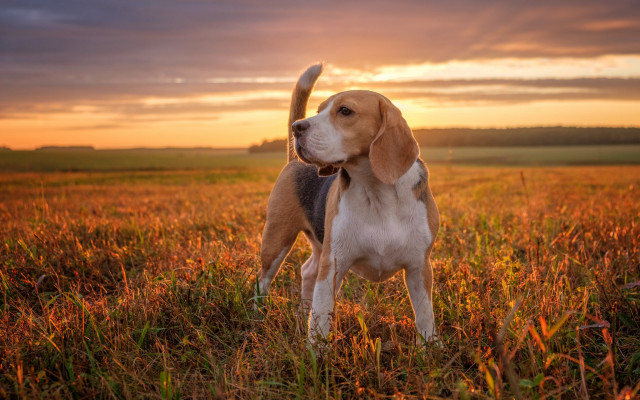 Dog field sunset clouds autumn free wallpaper for desktop - medium preview image