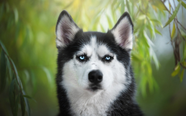 Husky blue eyes green background free wallpaper for desktop - medium preview image