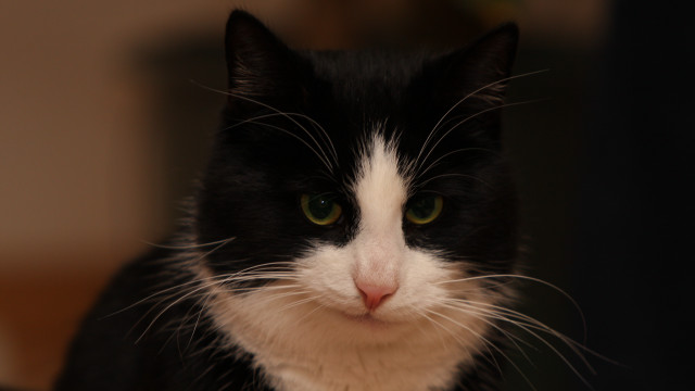 Black white cat green eyes #9 free wallpaper for desktop - medium preview image