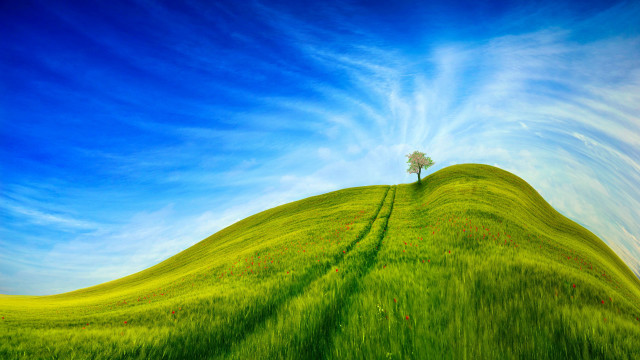 Tree hill green field blue free wallpaper for desktop - medium preview image
