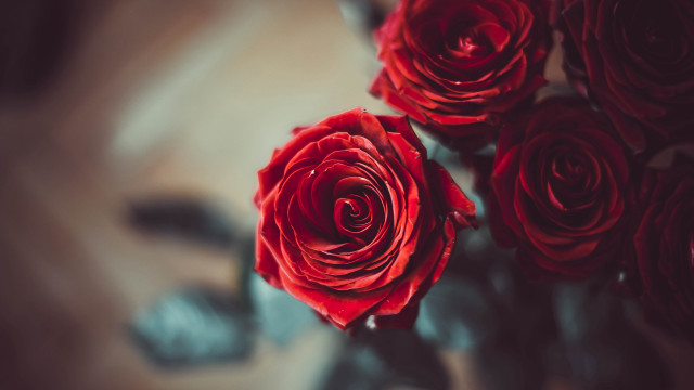 Vase red roses blurry background free wallpaper for desktop - medium preview image