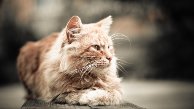 Cat laying table looking distance free wallpaper for desktop - medium preview image
