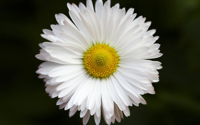White flower yellow center macro #16 free wallpaper for desktop - medium preview image