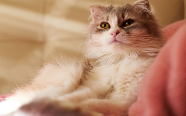 Cat couch pillow serious glamour free wallpaper for desktop - medium preview image