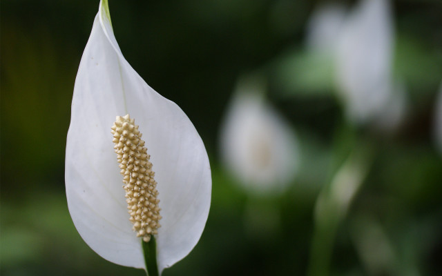 White flower stem seed macro free wallpaper for desktop - medium preview image