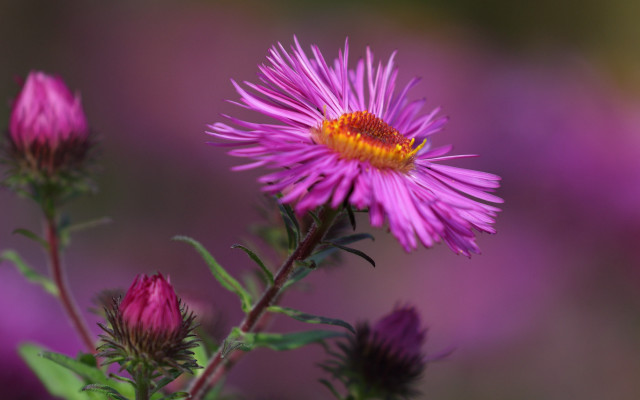 Flower bokeh yellow center macro free wallpaper for desktop - medium preview image