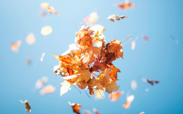 Floating leaves autumn blurry sky free wallpaper for desktop - medium preview image